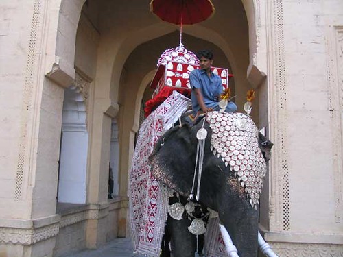 Elephant in regalia