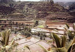 indonesia bali ricefield 03