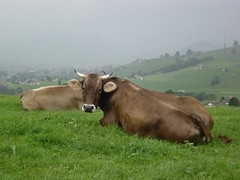 swiss cow, with fluffy ears.