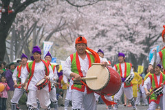 sakuramatsuri2006_009　~桜祭~