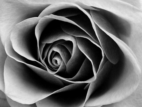 rose drawings black and white. Rose in Black and White