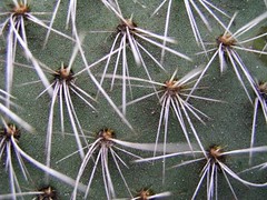 cactus thorns