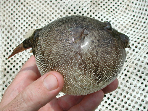 freshwater puffer fish. Freshwater Pufferfish