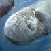Seattle Aquarium Sea Otter