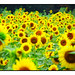 an ovation of sunflowers