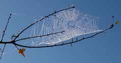Spider web against sky September 28 03