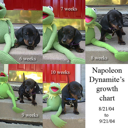 chart on dachshunds