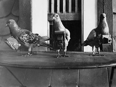 Spy Pigeons