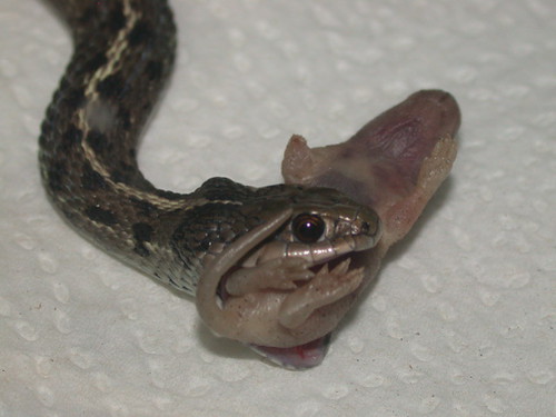 Snake Eating Mouse