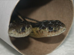 Butler's Garter Snakes