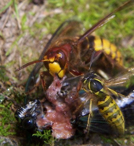 Female Cicada Killer Wasp. was a cicada killer - the