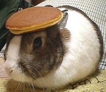 bunny with pancake