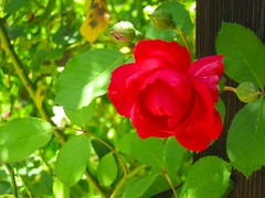 montelena rose