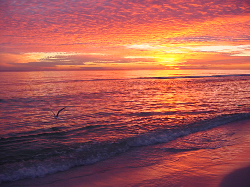 bird at sunset on beach by tim goodenough