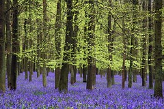 Ashridge bluebells - by Today is a good day