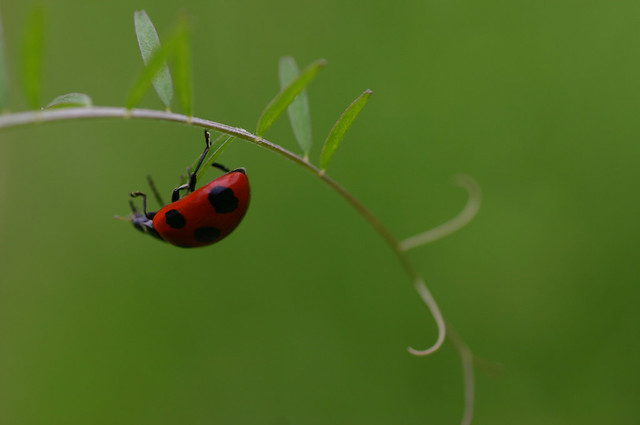 ladybug1