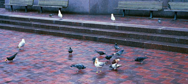 pigeons15