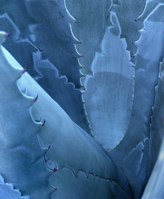 photograph blue agave plant leaves