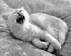 Lua yawn... - by _Xti_