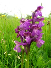 Green-winged orchid and totty grass