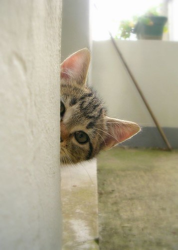 peeking kitten