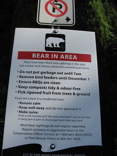 Bear in Area