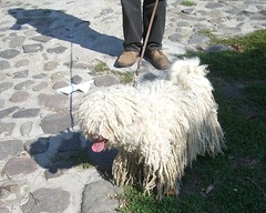Dogs of Hungary: white puli
