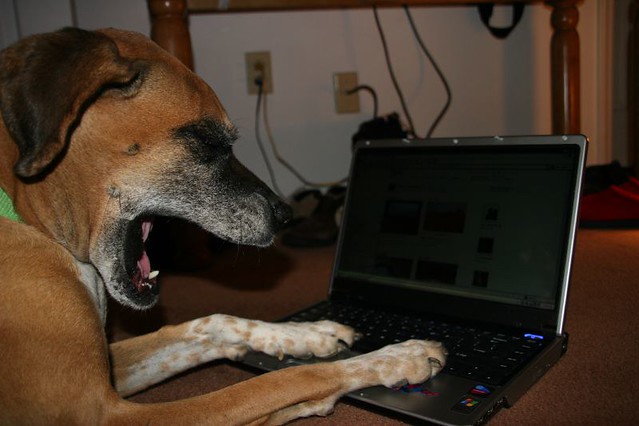 dog using a computer netbook