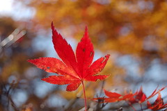 colored leaf in towada
