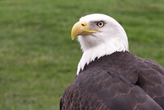 Bald Eagle - Woodland Park Zoo