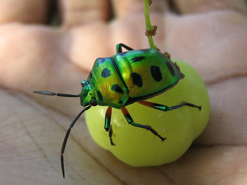 Инсект са метално зеленим оклопом (аутор Srini G)