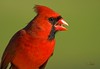 Love These Birds~~Northern Cardinal~~