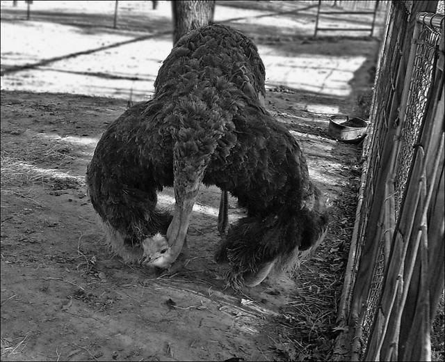 Snapshot Bin: Gator Park Ostrich (snap for the blog)