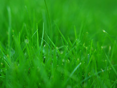 Is the grass greener with sludge fertilizer?