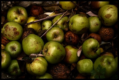 Pommes pourries - Rotten apples