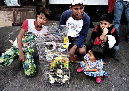  baguio pet birds vendor street sidewalk Pinoy Filipino Pilipino Buhay  people pictures photos life Philippinen  菲律宾  菲律賓  필리핀(공화국) Philippines    