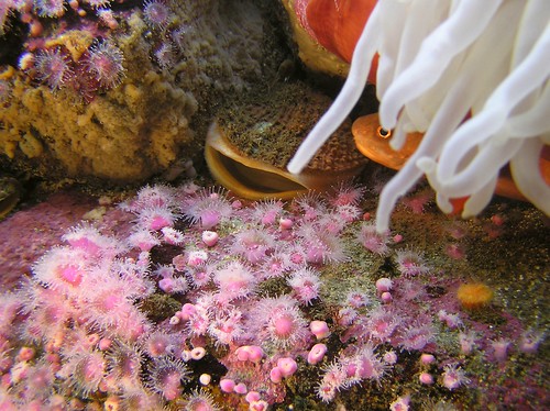 Strawberry Anemones and Rock Scallop