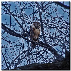 Barn Owl (2) - by Roger Lynn