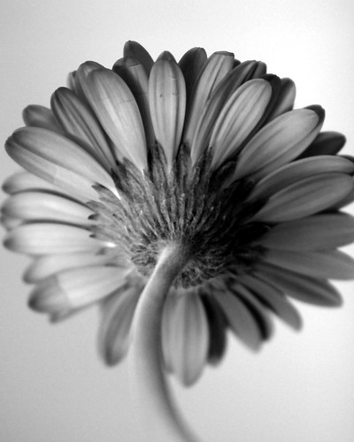 Sepia Flowers · Black & White Flower 
