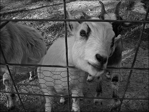Snapshot Bin: Gator Park Goats (just a snap for the blog)