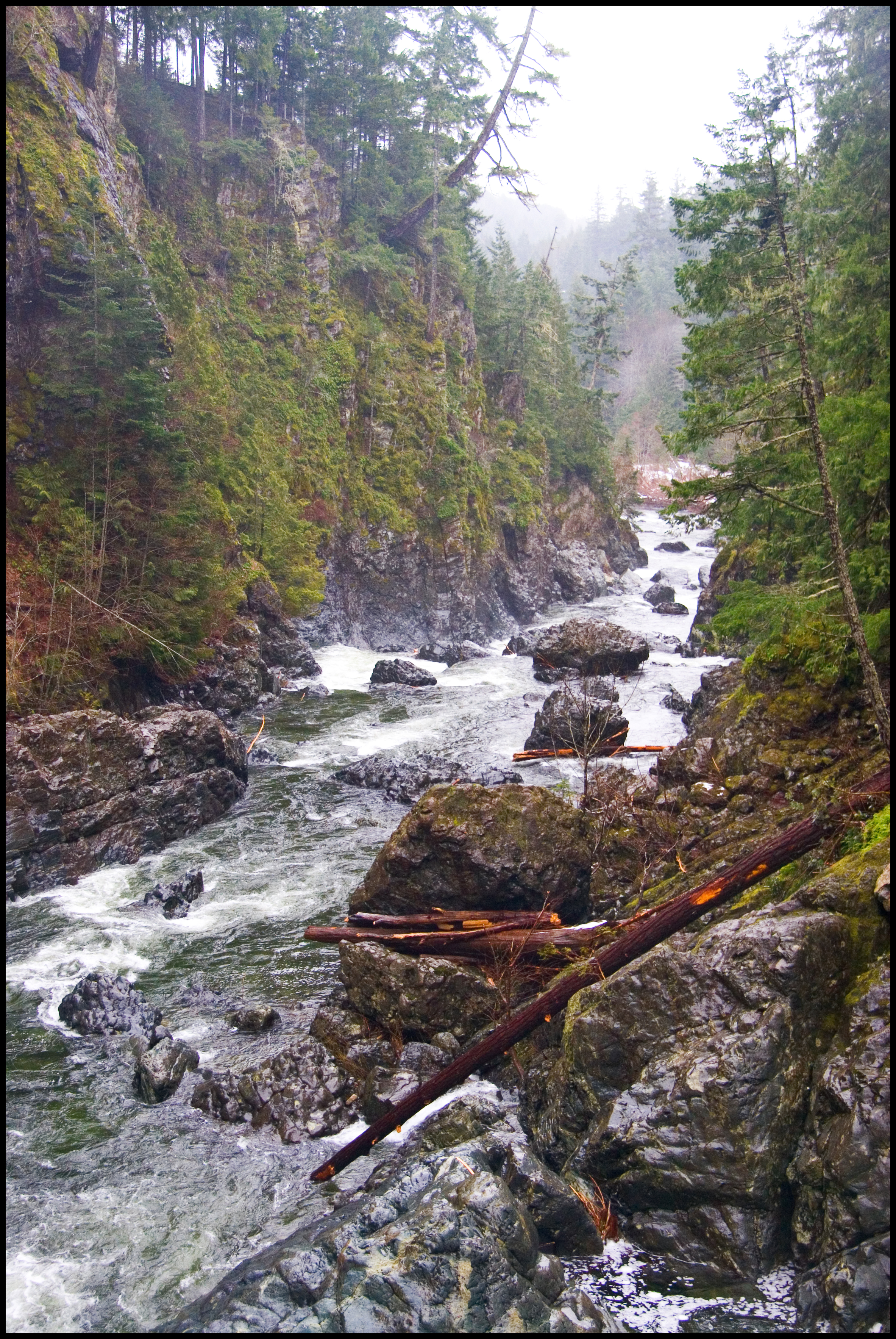 Sooke River, Vancouver Island, BC, Calypso Orchid攝