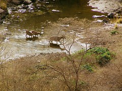 Chital fording a nullah