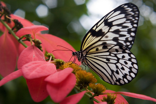 Black and White Butterfly