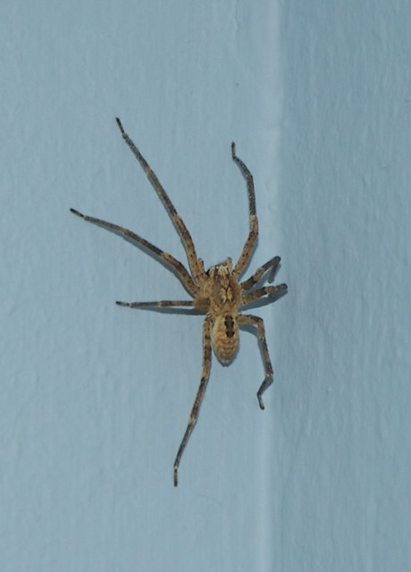 What Kind of Spider Am I?