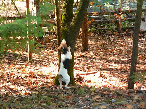 walking Tree Coon hound