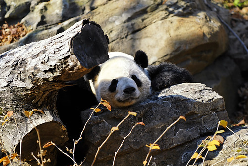 Rifkin the hiding panda!