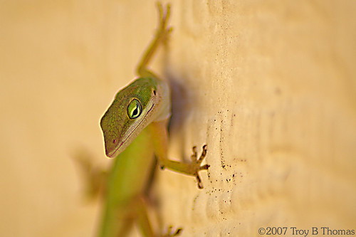 Anole_20070120_1; Photography by Troy Thomas