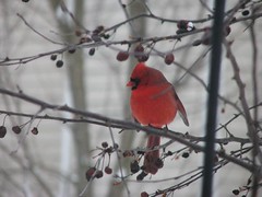 male cardinal droopy wings