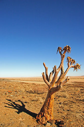 Desert Tree.