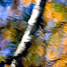 Fall Colors Abstract III